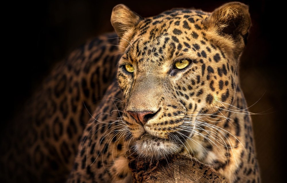 Взгляд ягуара