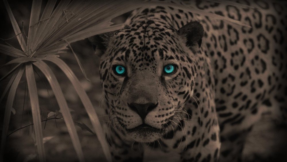 Ягуар и леопард