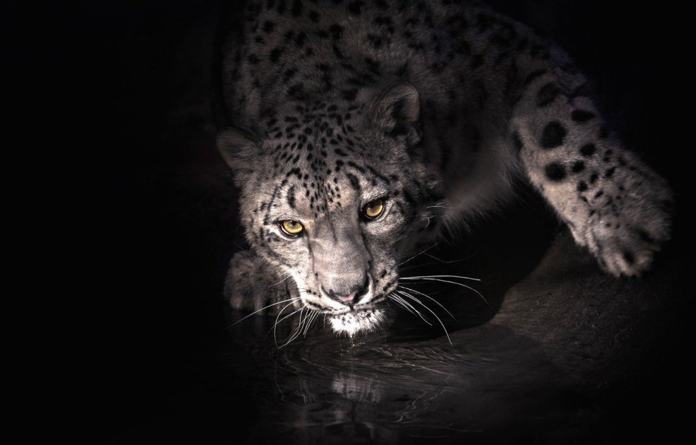 Анатолийский леопард