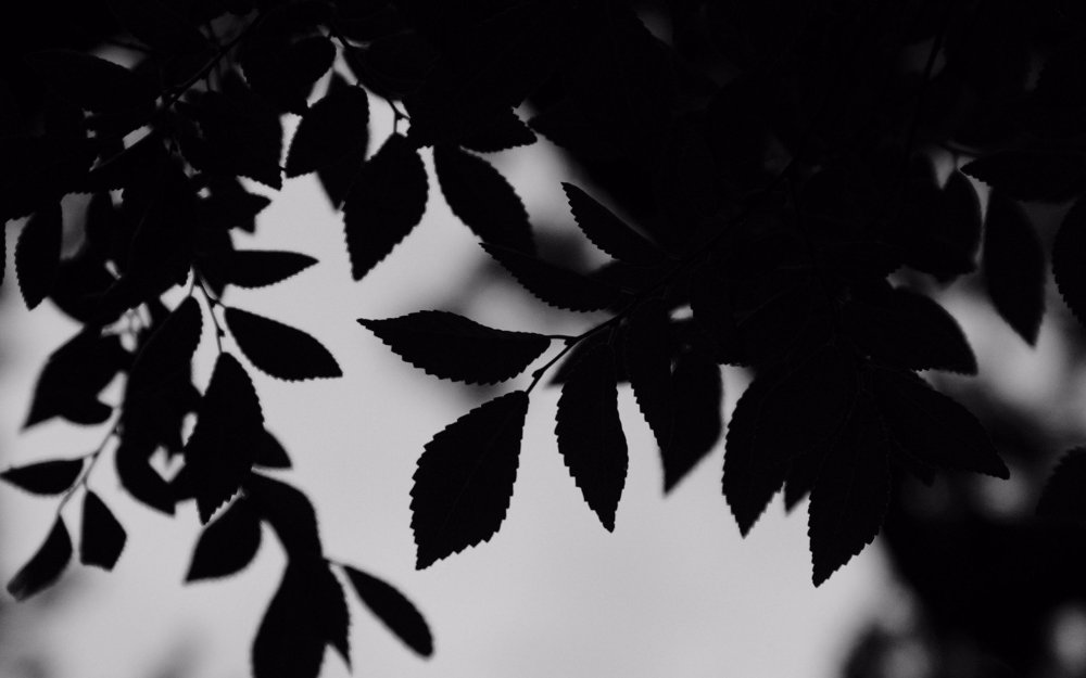 Черное дерево фактура