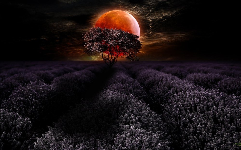 Дерево ночью