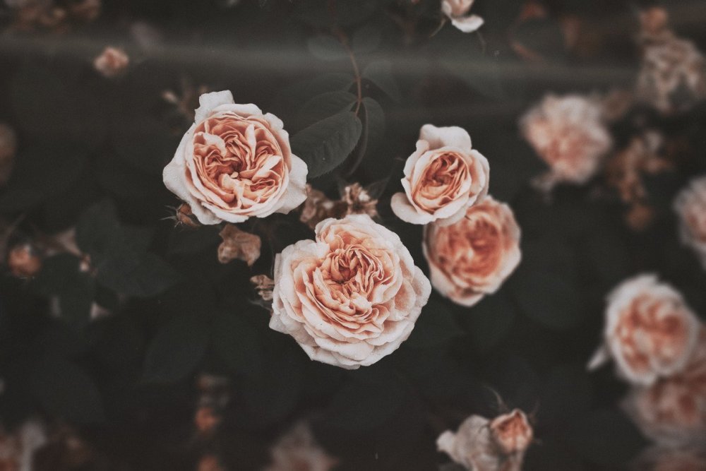 Цветы Эстетика Минимализм