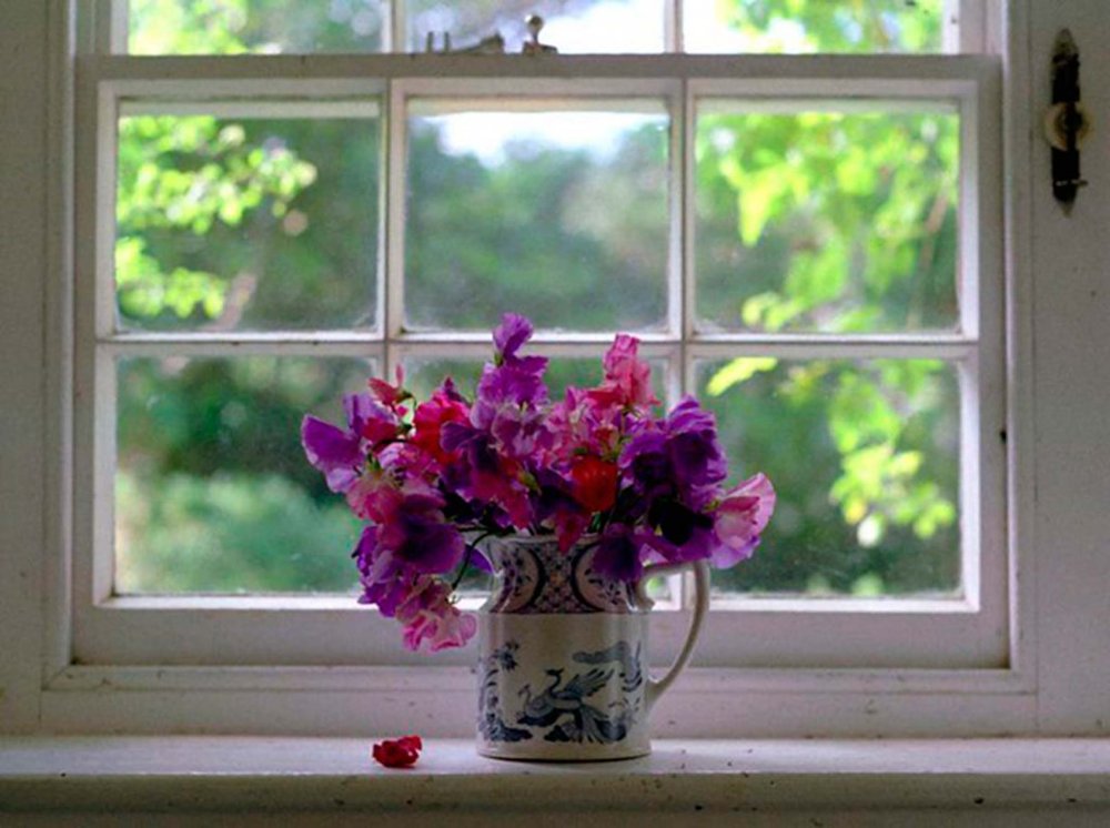 Цветы рядом с окном