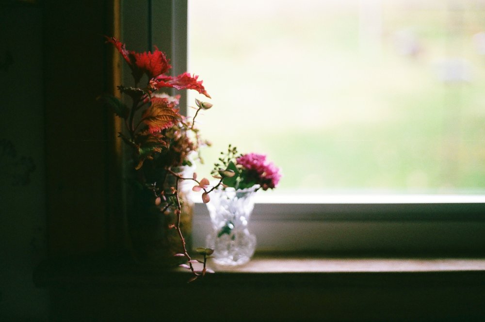 Ветка с цветами на окно