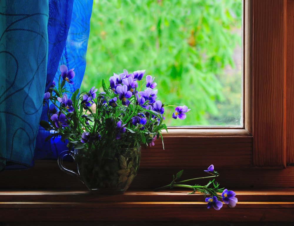 Цветы на подоконнике