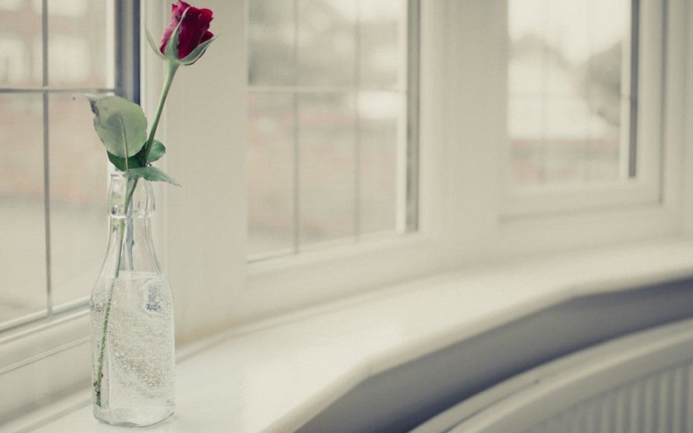 Тюльпаны на окне