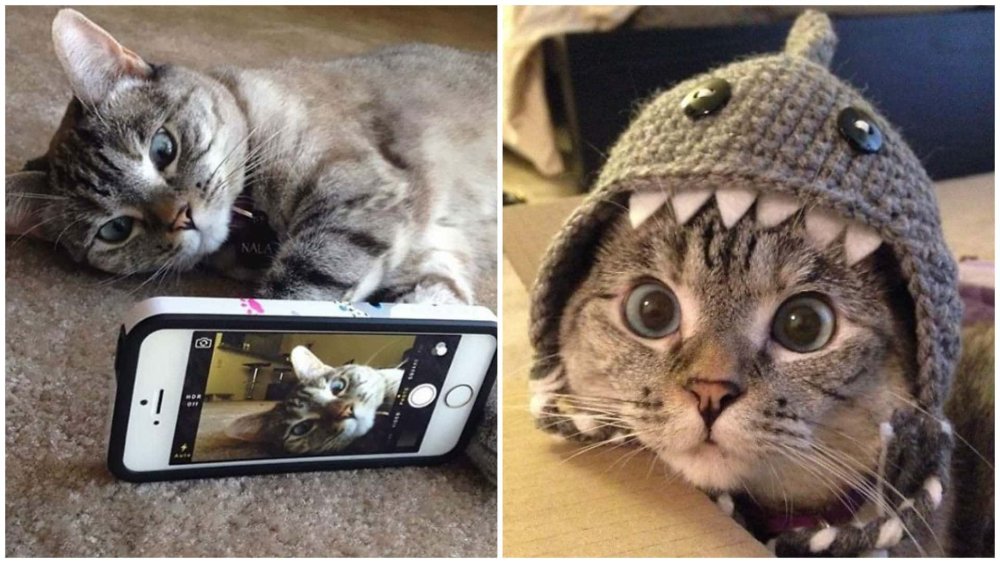 Коты из инстаграмма