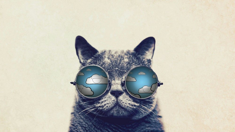 Модный кот в очках