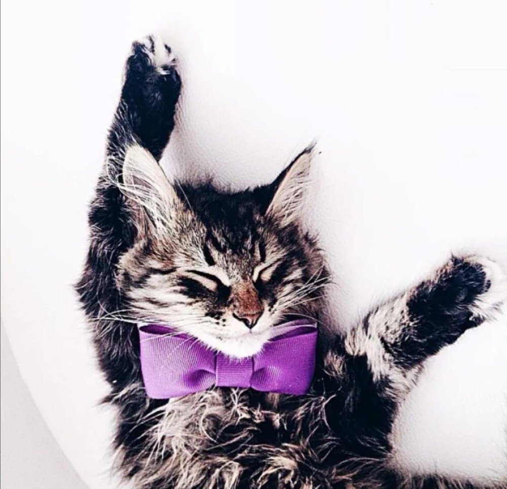 Аватарка кот