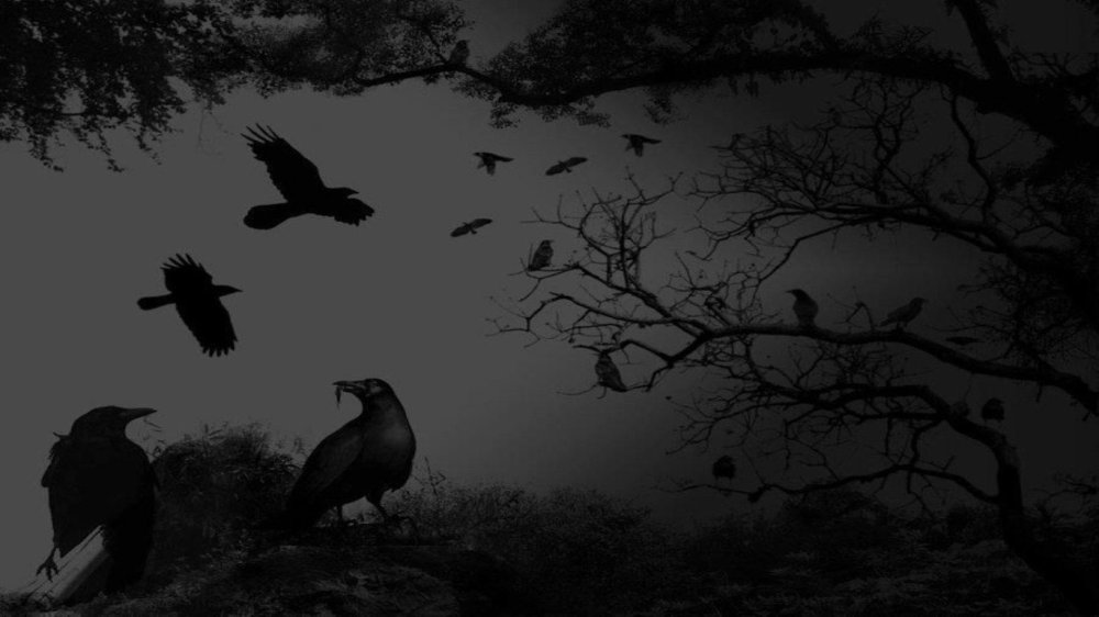 Ворон на темном фоне