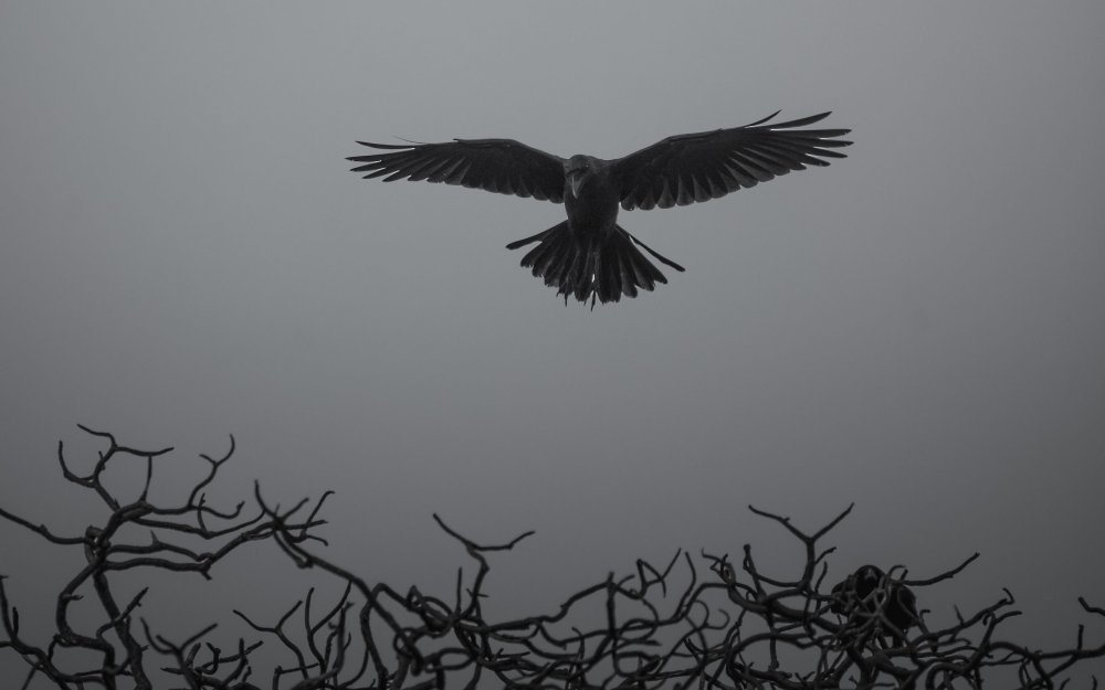 Мрачные вороны