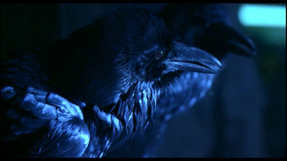 Ворон на черном фоне