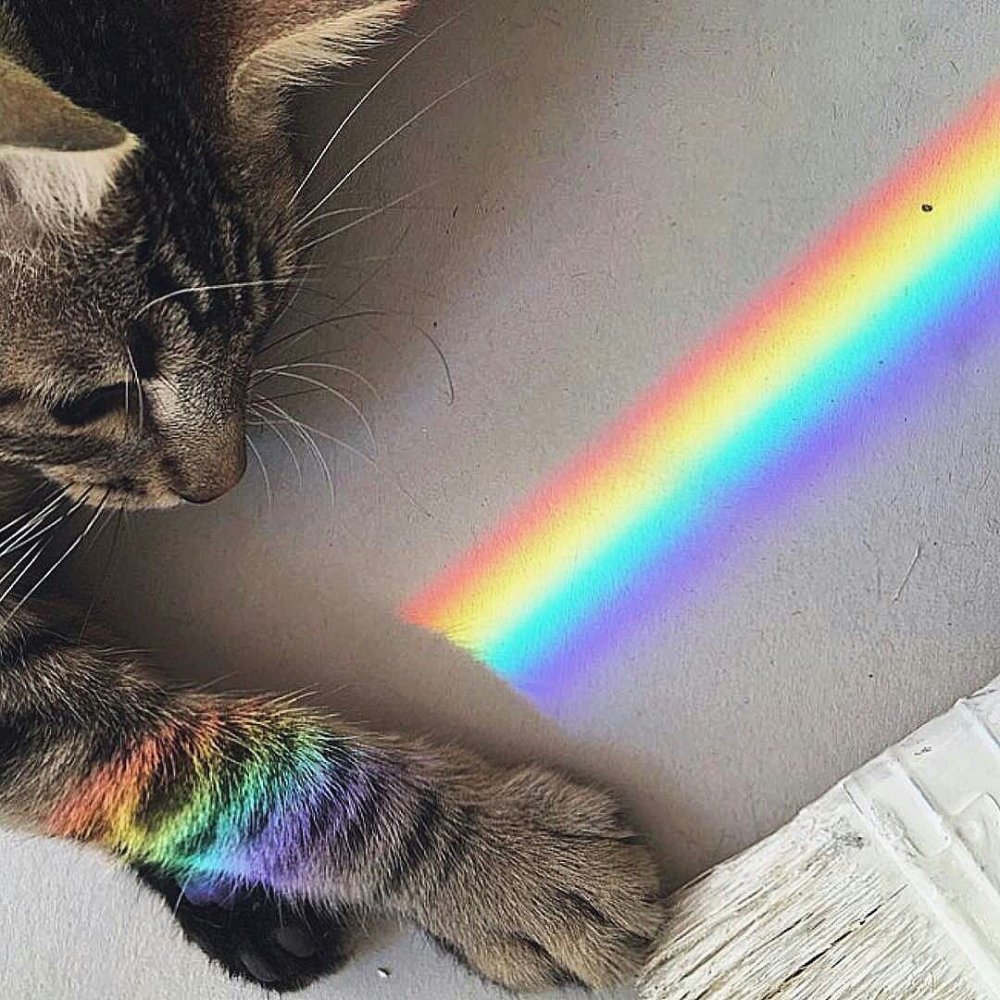 Кот с радугой