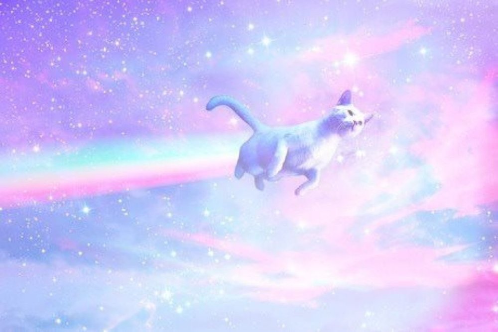 Кот Единорог Радуга