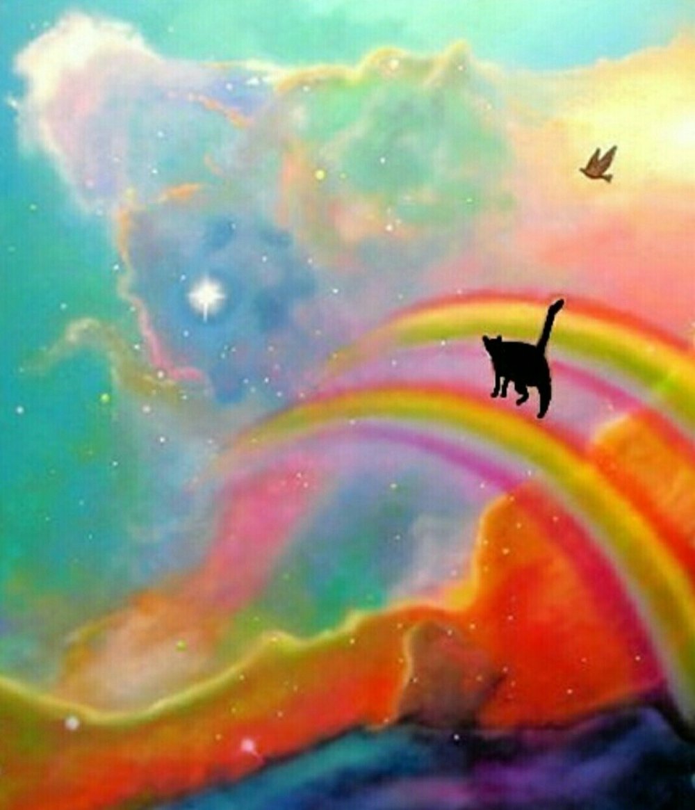 Кот в космосе