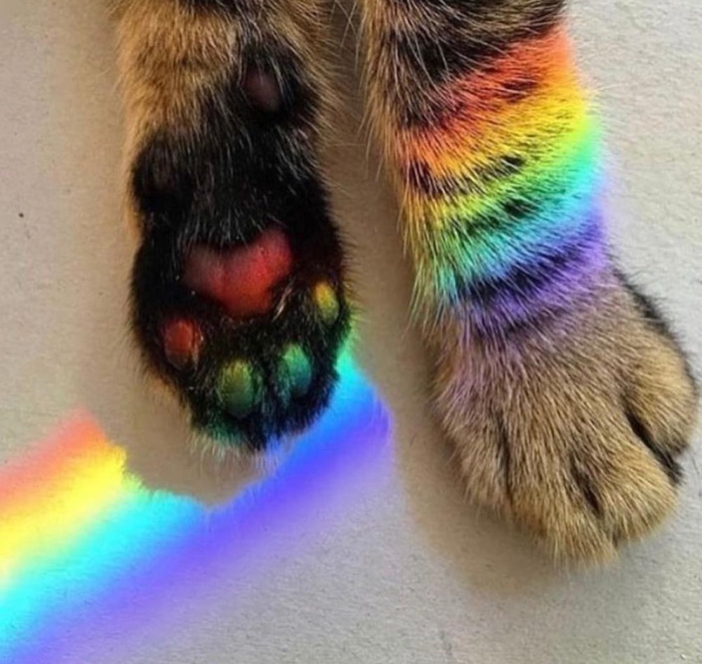 Ушел на радугу