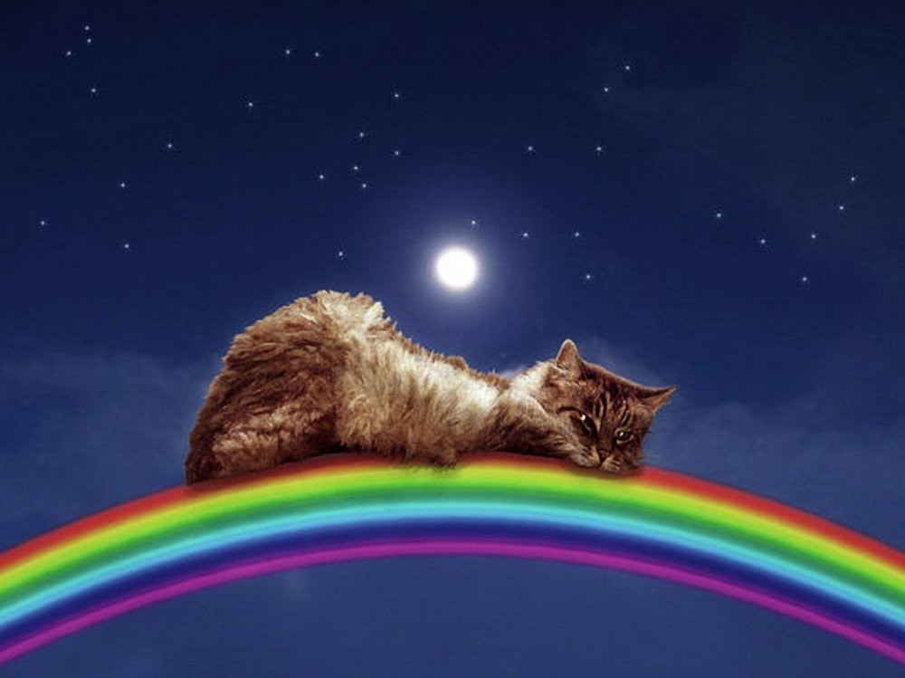 Мост радуги рай для животных