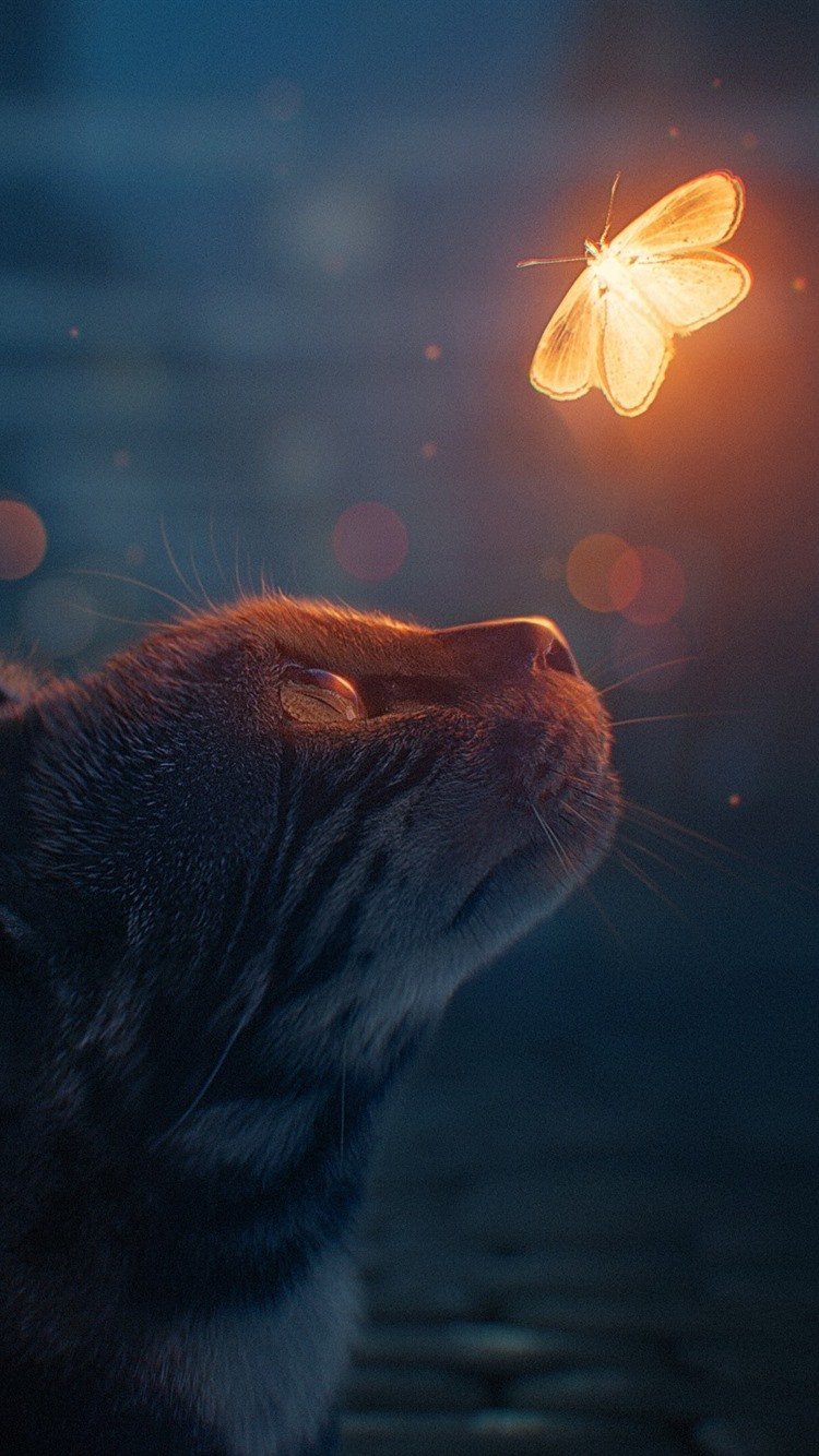 Кот мотылек