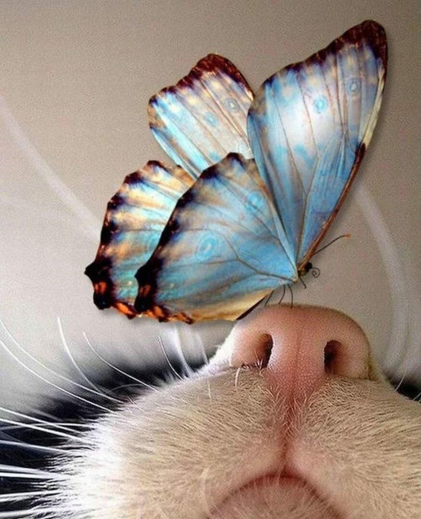 Котята фэнтези