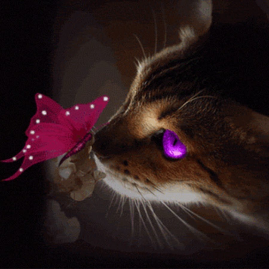 Картина кот с бабочкой на носу