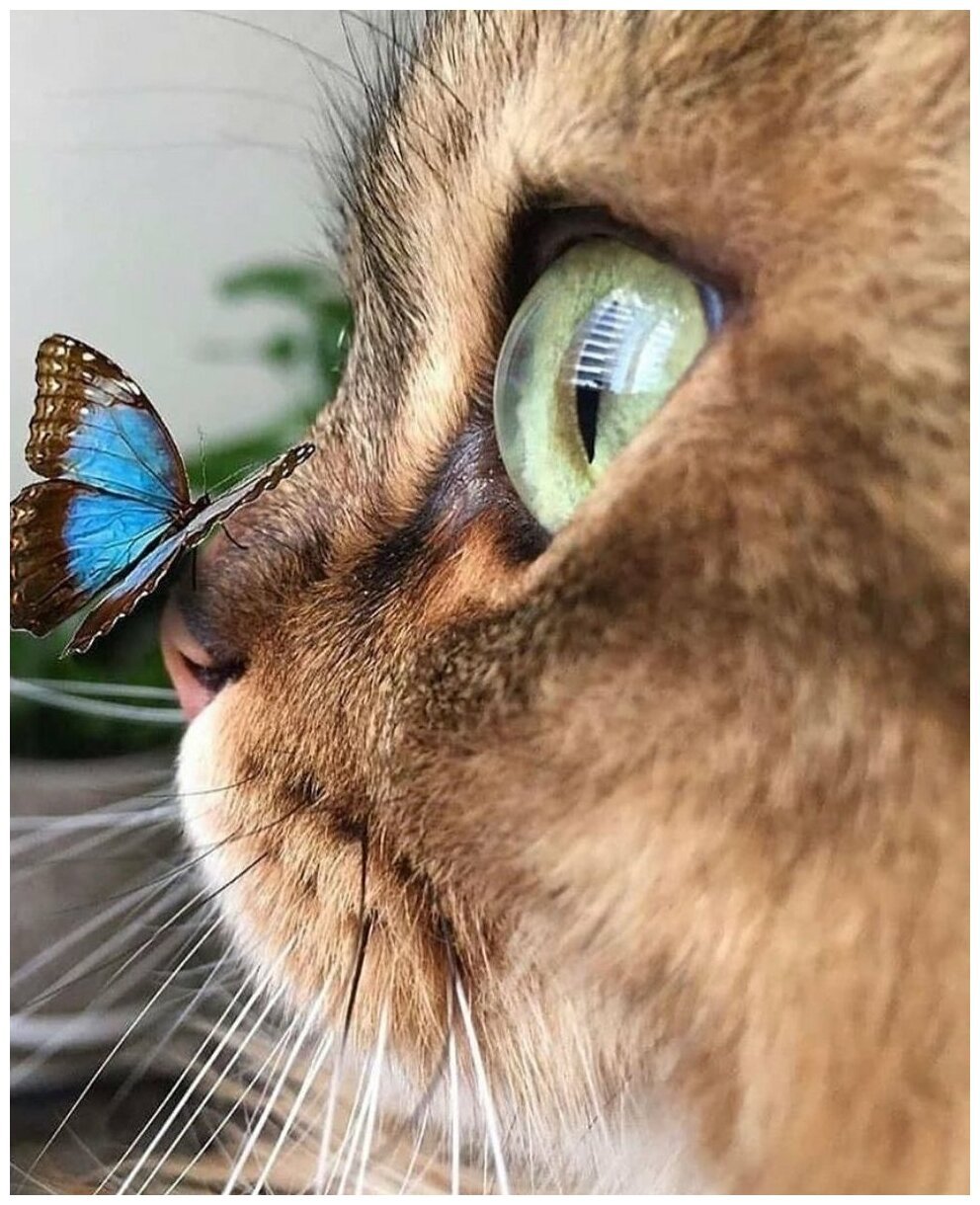 Милые рисунки животных