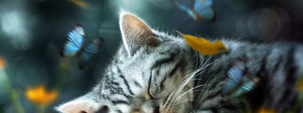 Обои на рабочий стол кот и бабочка