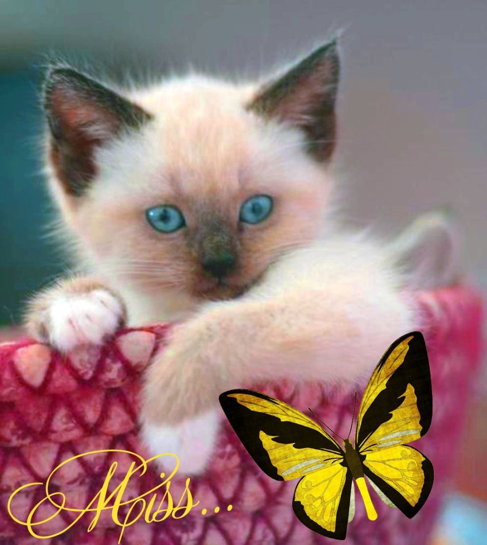 Пушистый кот арт