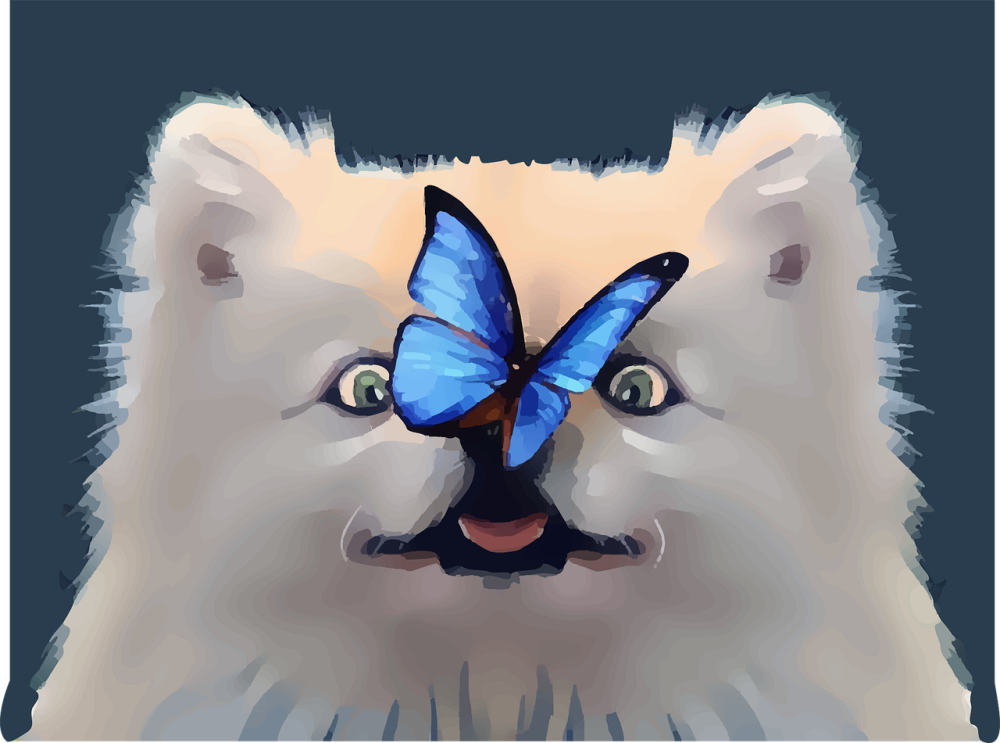 Котик с бабочкой на носу