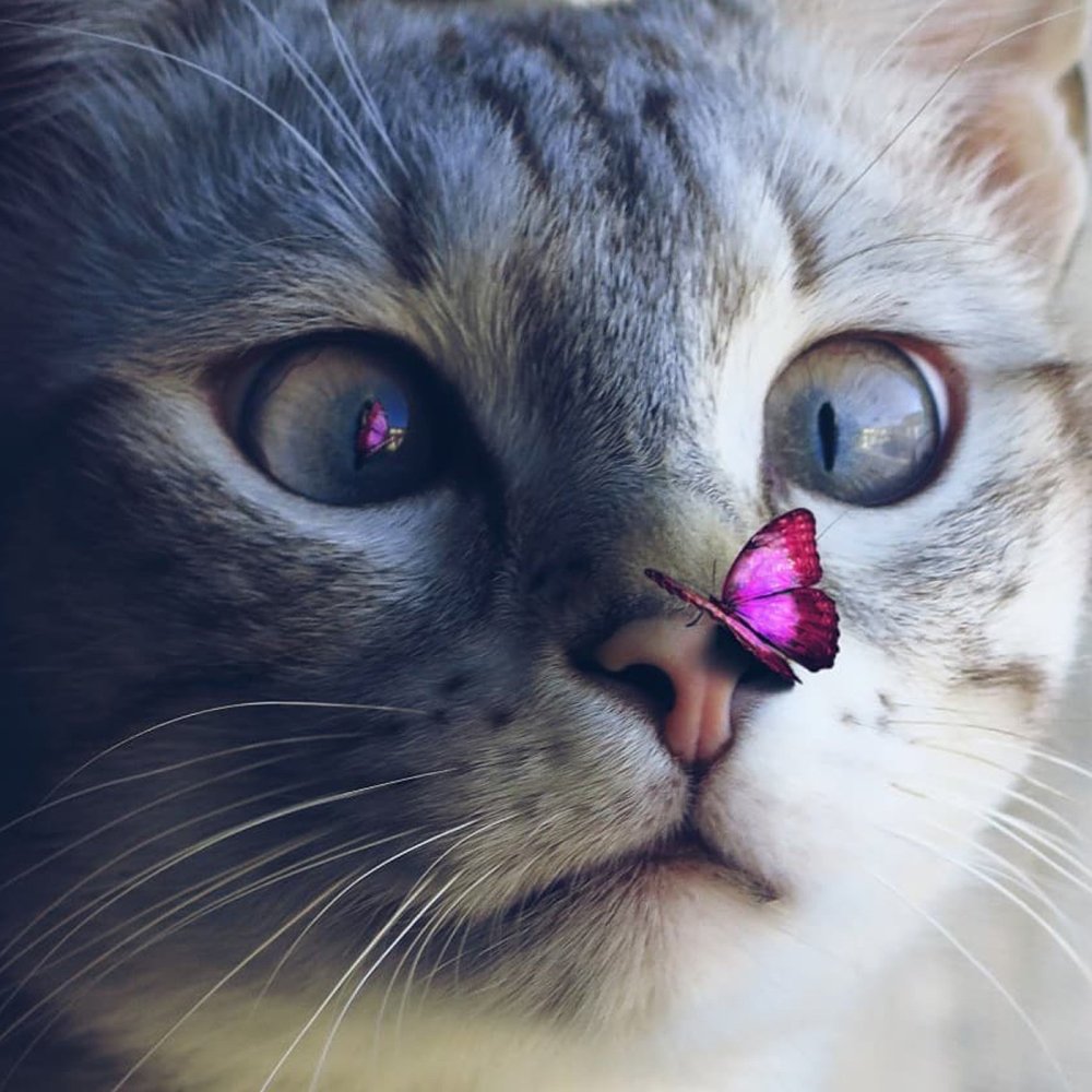 Котик с бабочкой