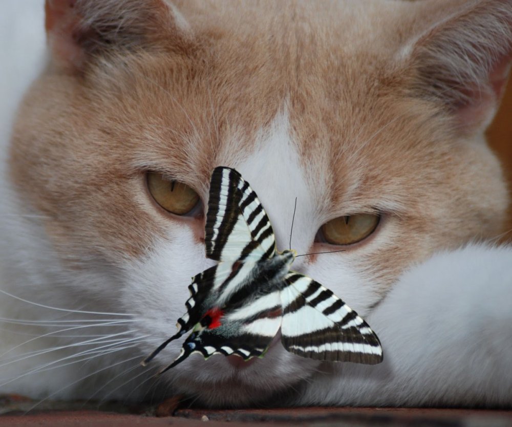 Кот и бабочка