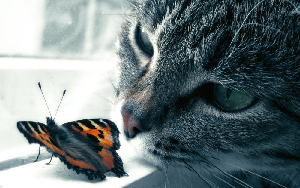 Красивые котята с бабочками