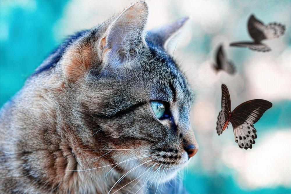 Кошка с бабочками
