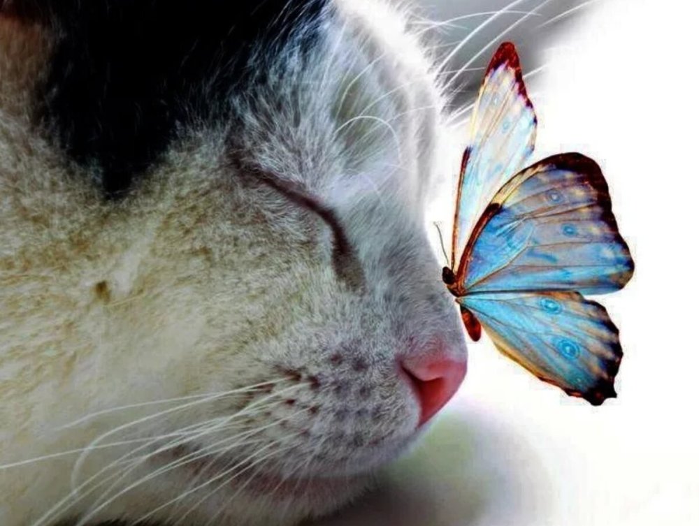 Кошка с бабочками