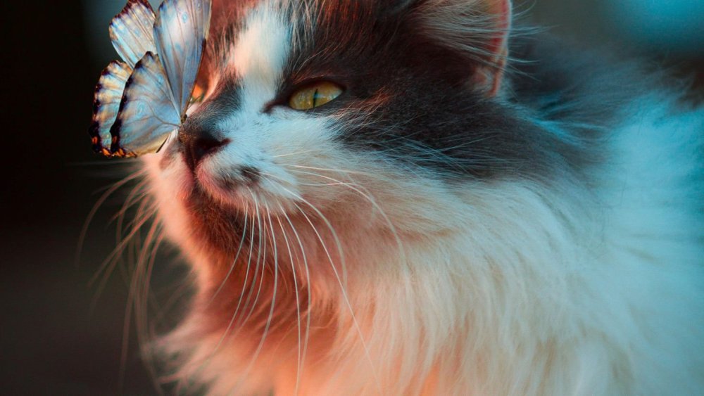 Алмазная мозаика - кошка