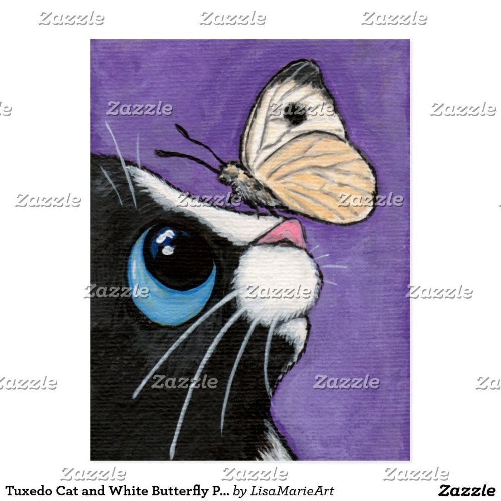 Кот и бабочка