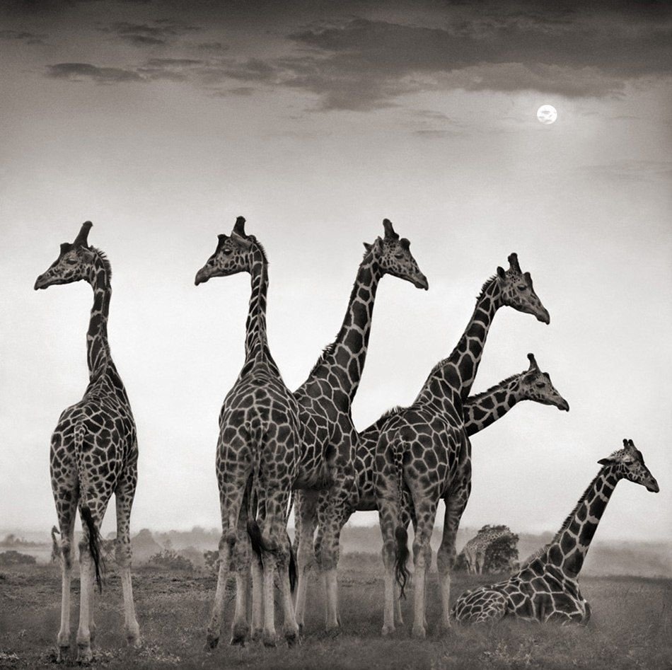 Черно белые животные