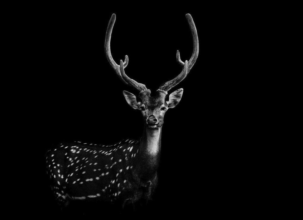 Олень на черном фоне