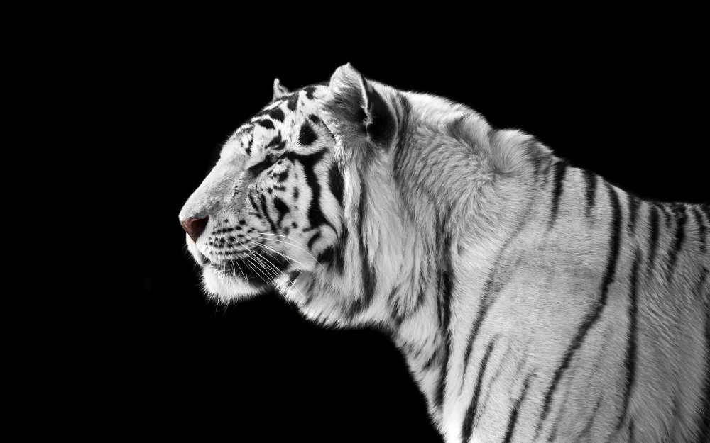 Тигр чёрно белый