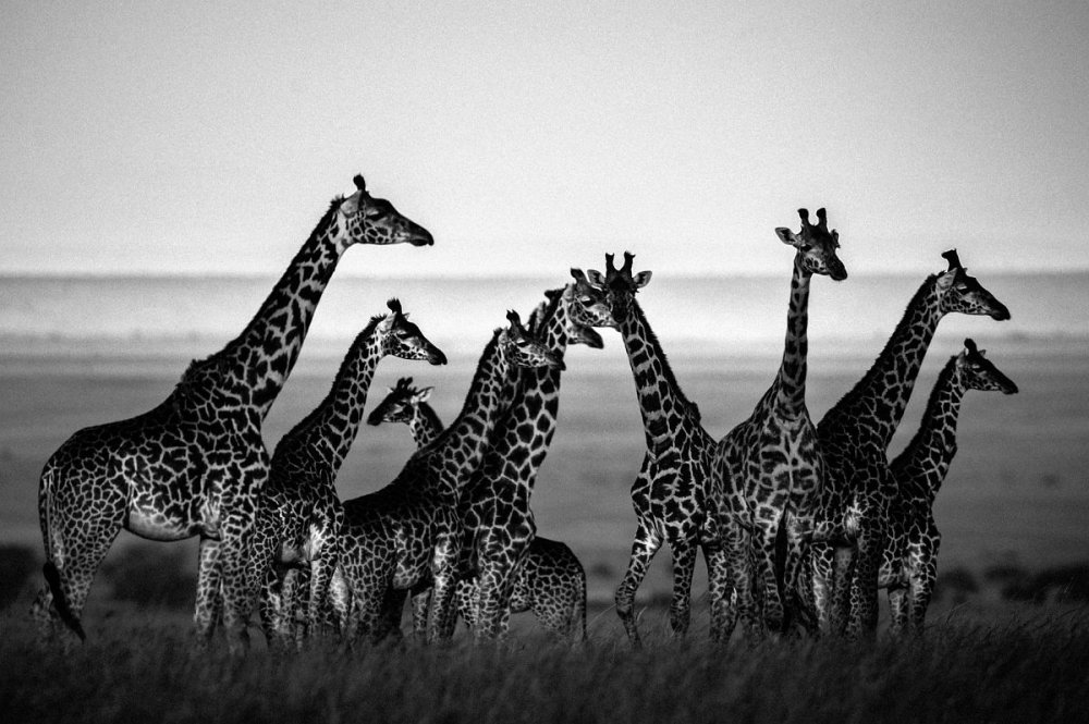 Животный мир черно белый