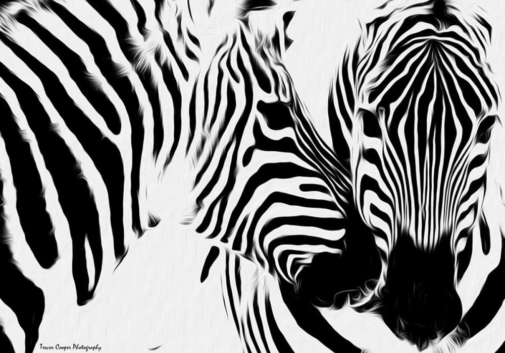 Картина Зебра черно белая