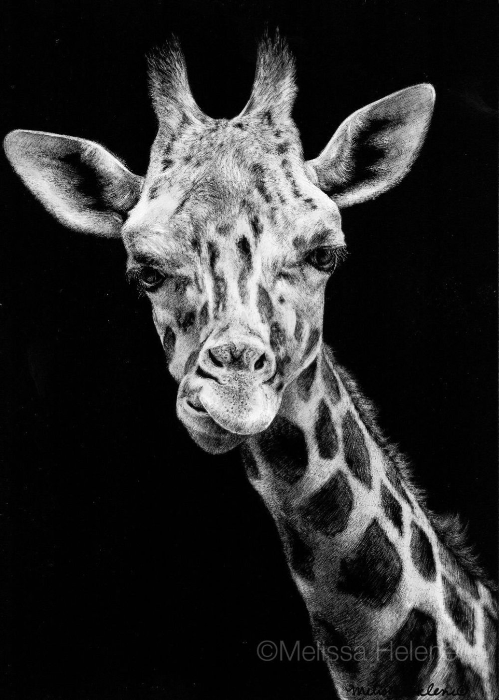 Животные на черном фоне