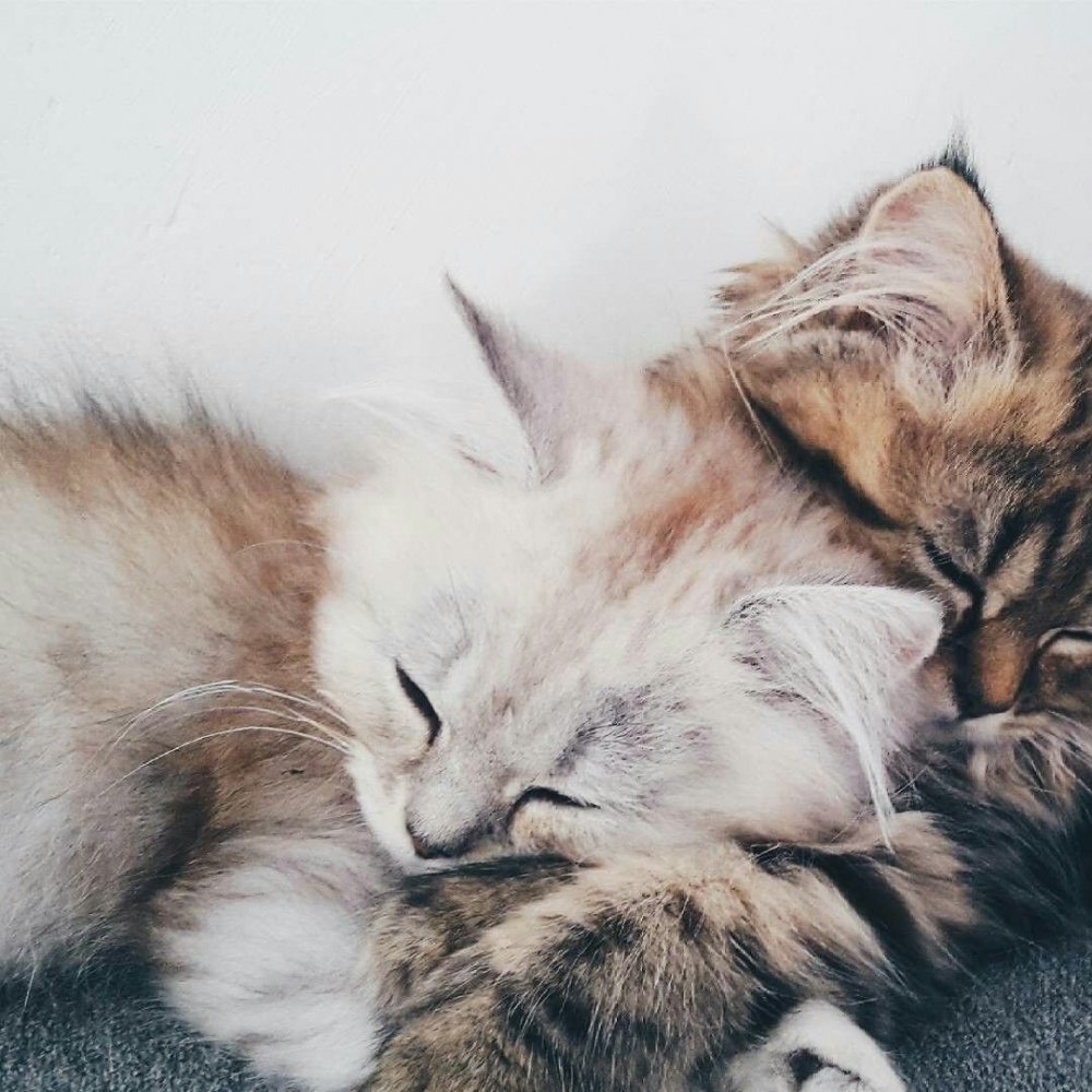 Котята любовь