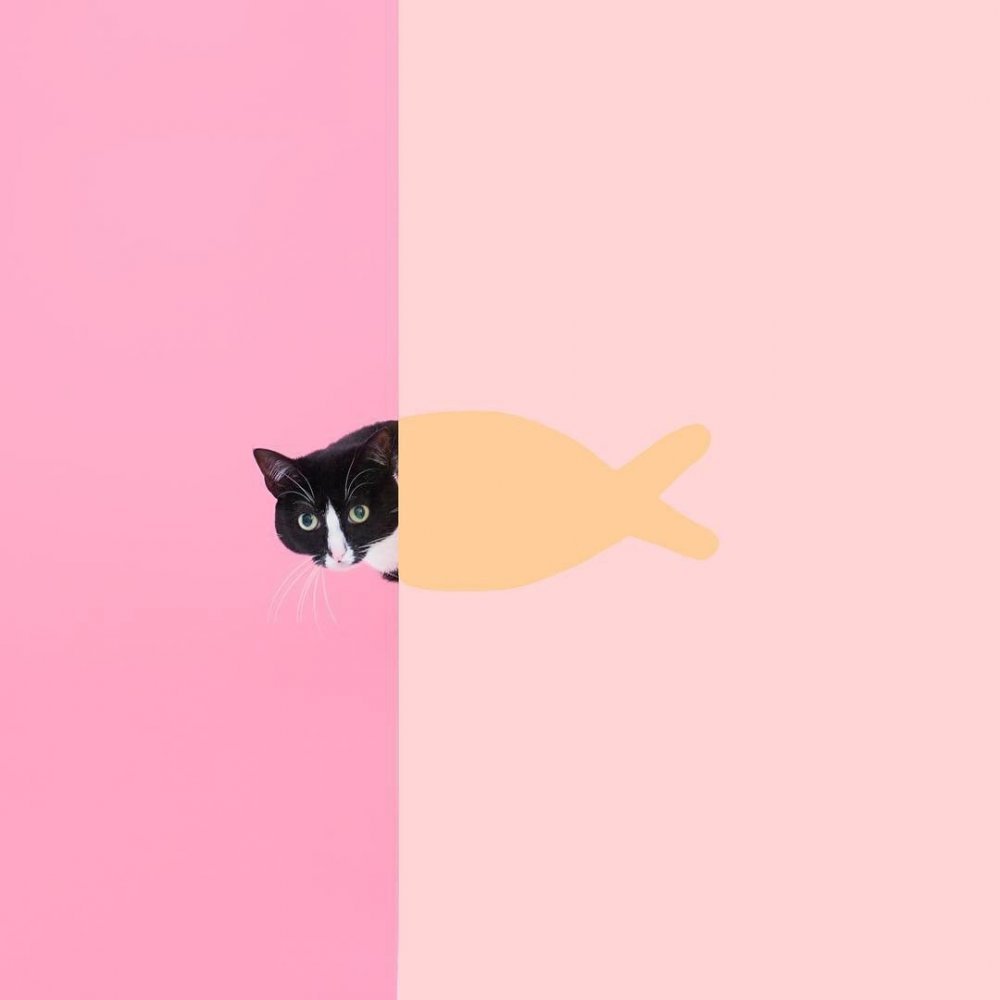 Парные обои с котами