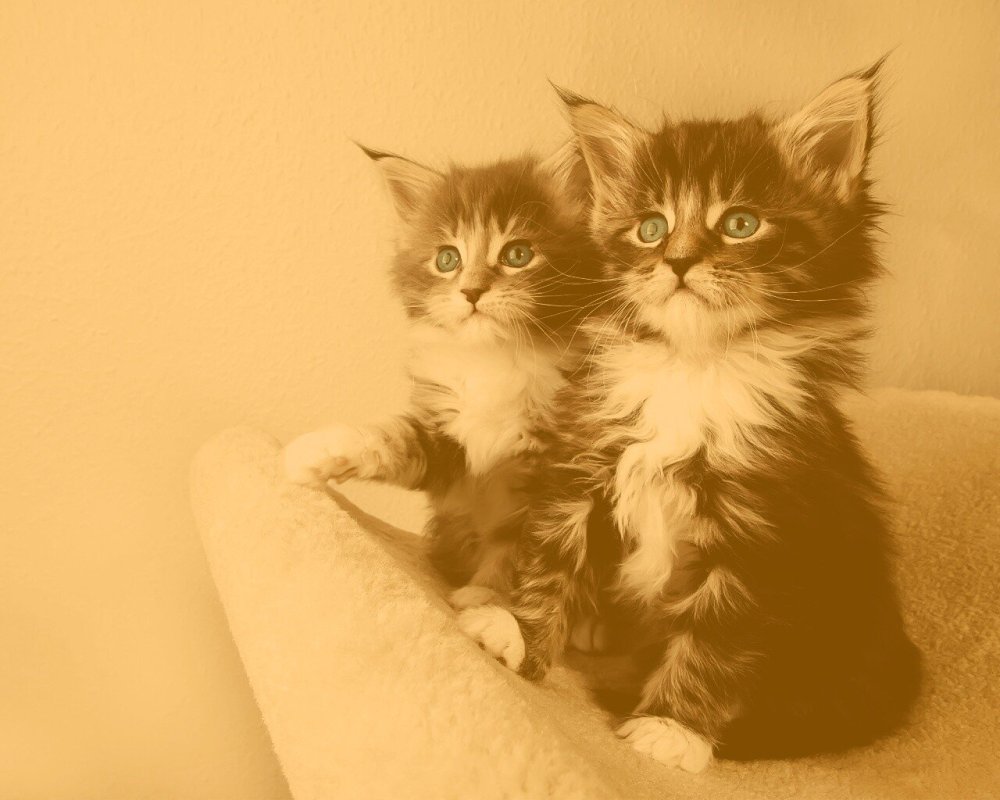 Кавайные котики обои