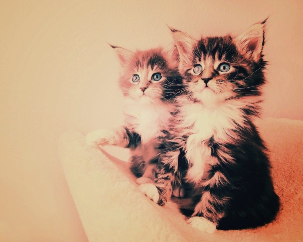 Кавайные котики любовь