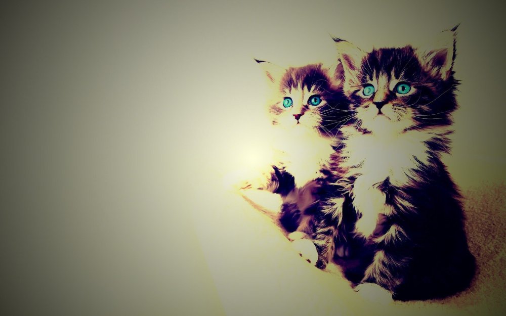 Кавайные котики парочка