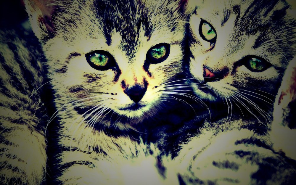 Котики Чиби кавай