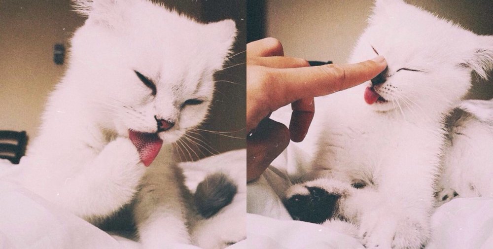 Милые фоны для презентаций