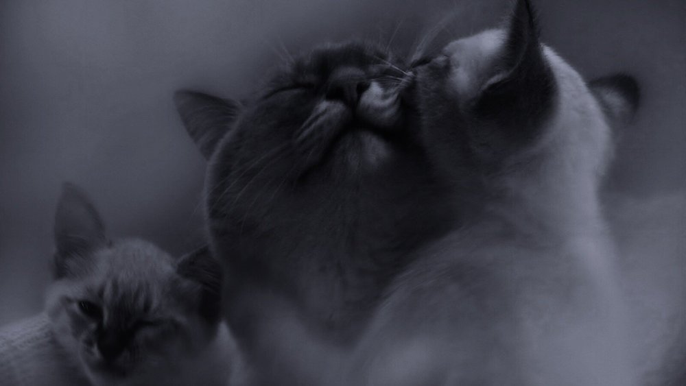 Парные обои с котиками