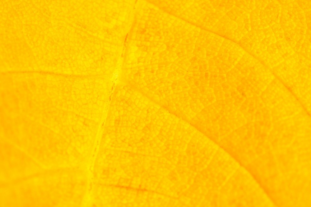 Желтые листья